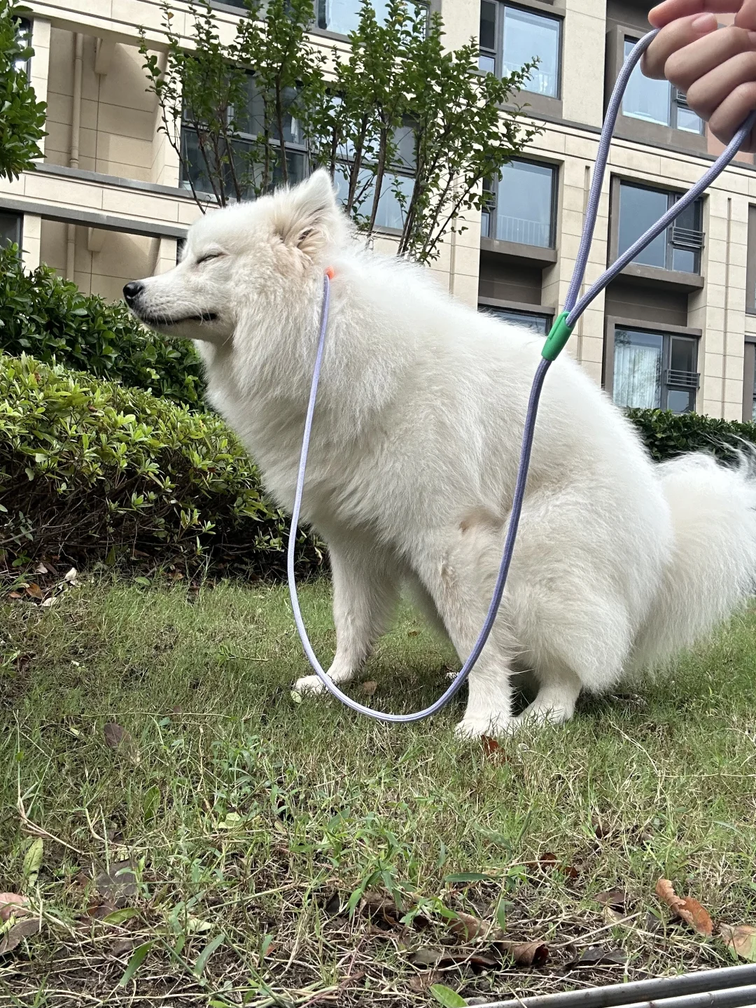 千万不要在小狗最脆弱的时候拍她