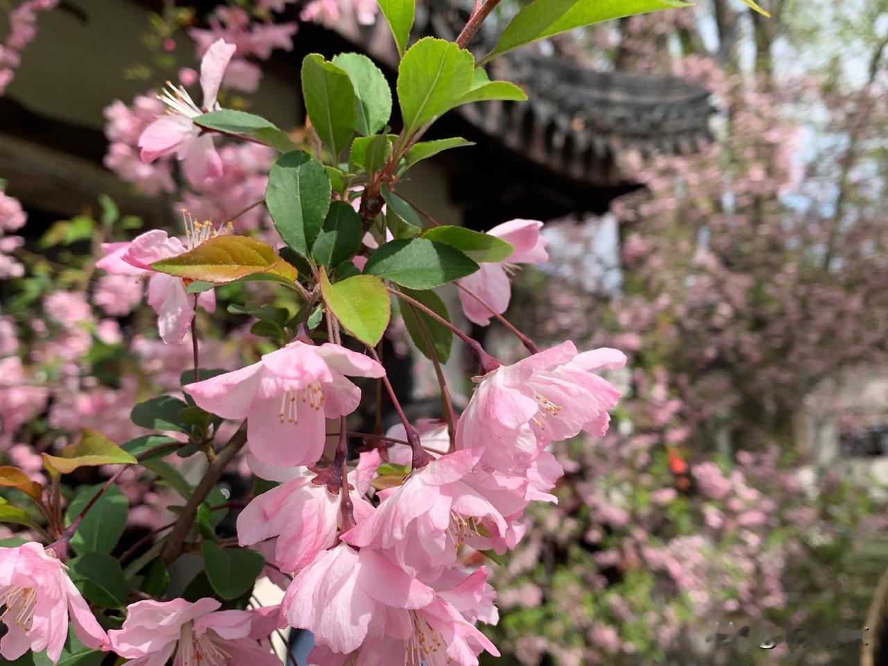 #春日生活打卡季# #春日花语# #手机里的美好春天# #春日赏花时刻# #春日
