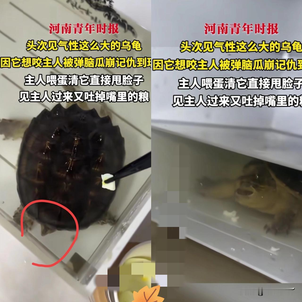 “太不可思议了！”吉林，一名女子养了一只乌龟，一次女子在喂食乌龟的时候乌龟想咬女