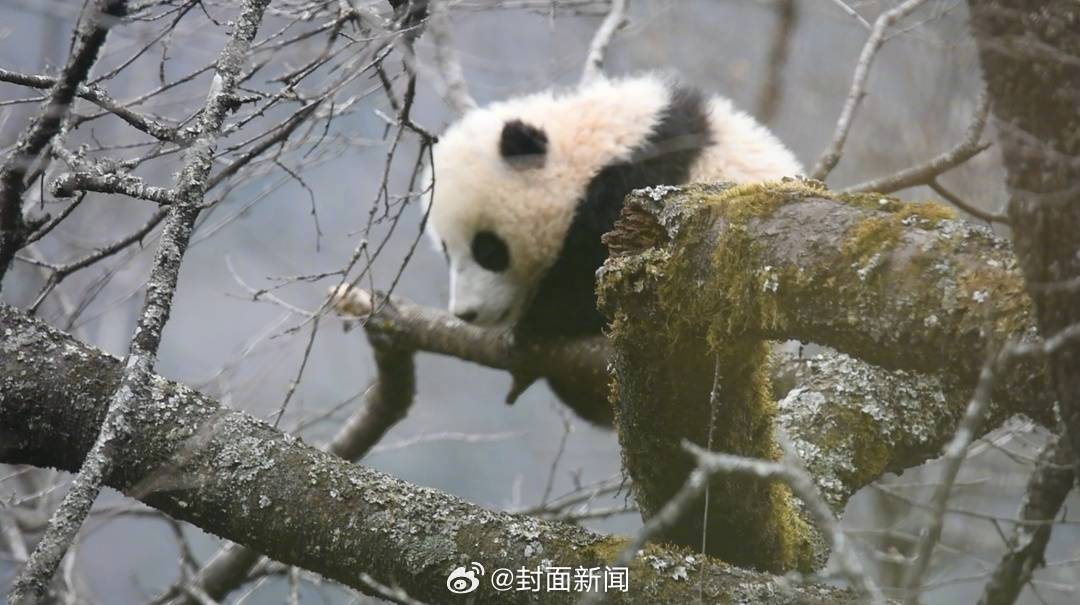 【#全国首个大熊猫学院到底学啥#？】#读熊猫学院享快乐大学生活#近日，从去年9月