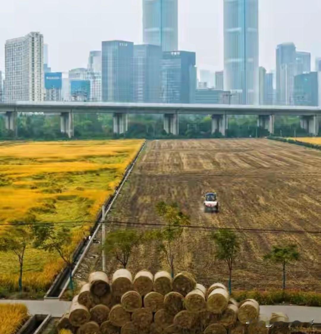 真没想到，去杭州稻田拍秋景，竟撞见满地“瑞士卷”！
 
10月底杭州萧山、余杭等
