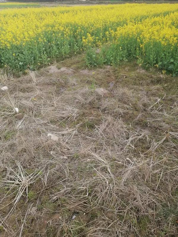 湖北咸宁约30亩油菜遭压毁，村支书称因欠租起纠纷，当事人称赔偿已谈妥

近日，湖