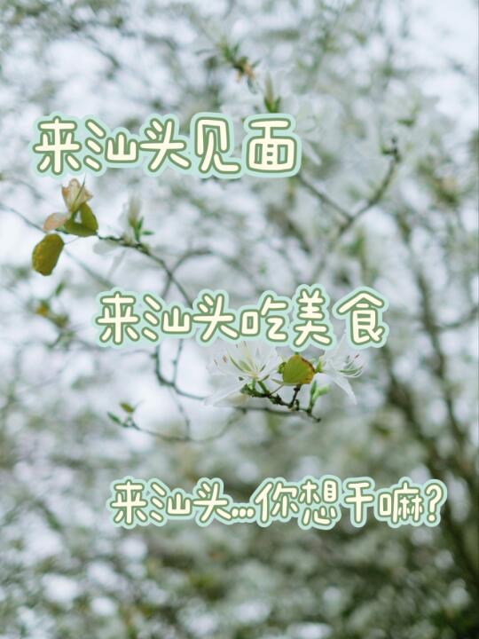 来汕头见面，来汕头吃美食，来汕头？？