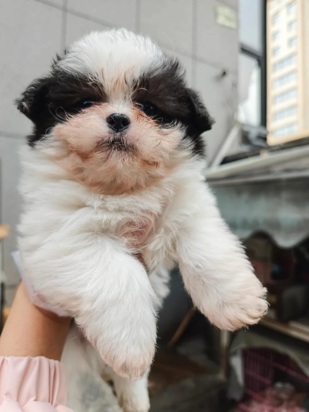 老板，你走了你的狗怎么办？喝好冷的冬风？