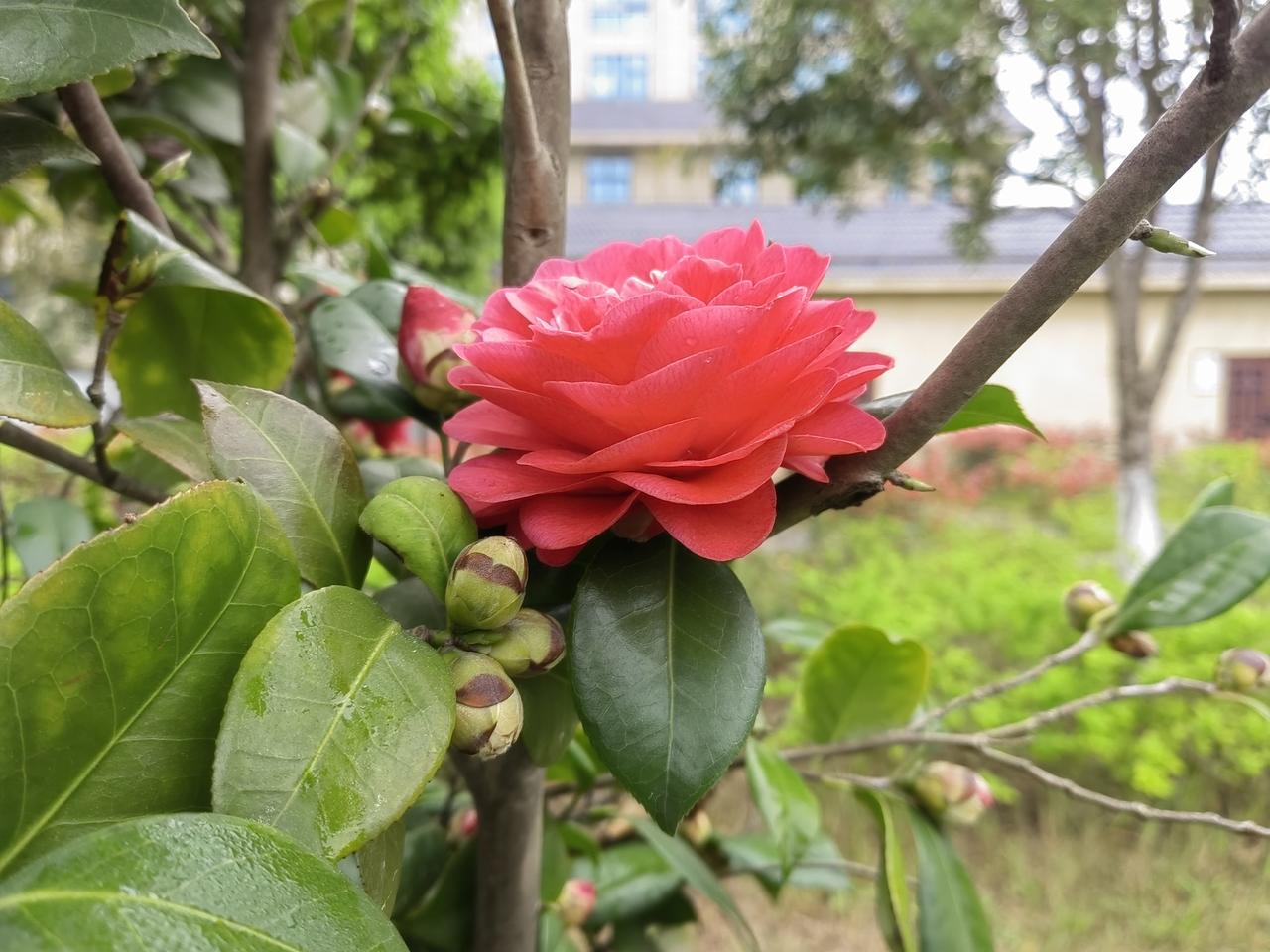 分享你手机里花花草草照片阳春三月，气温回升，百花齐放，红色的山茶花在绿叶丛中十分