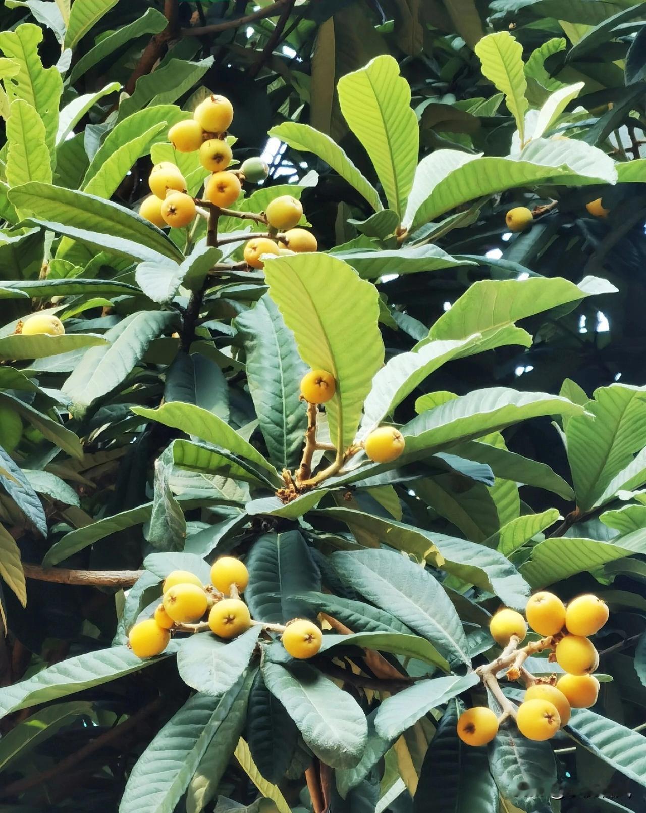 看到枇杷果，口水就要流了。
    前两天妹回老家扫墓，摘得几斤黄灿灿的枇杷。个