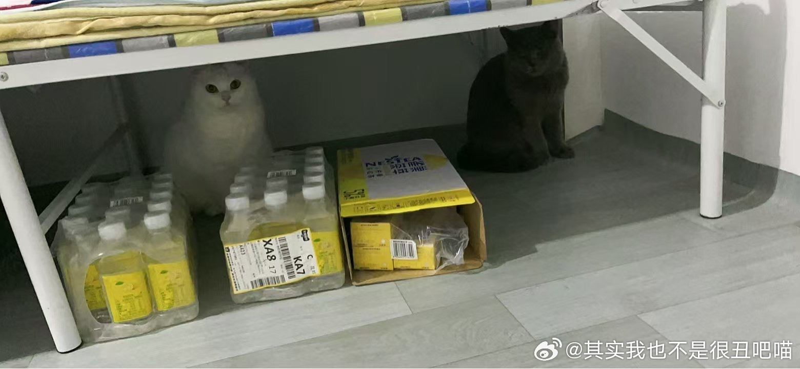 50178【心灵丑】我又来了，把家里的光纤咬断了，还装无辜待在犯罪现场。 