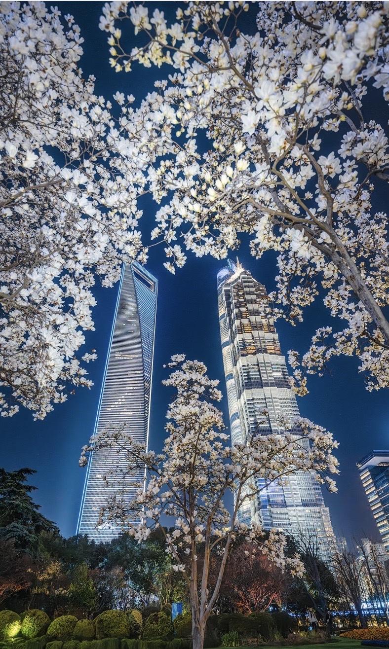 白玉兰是上海的一一市花！
白玉兰被选为市花，
不仅仅因为美，
更因为它与上海城市