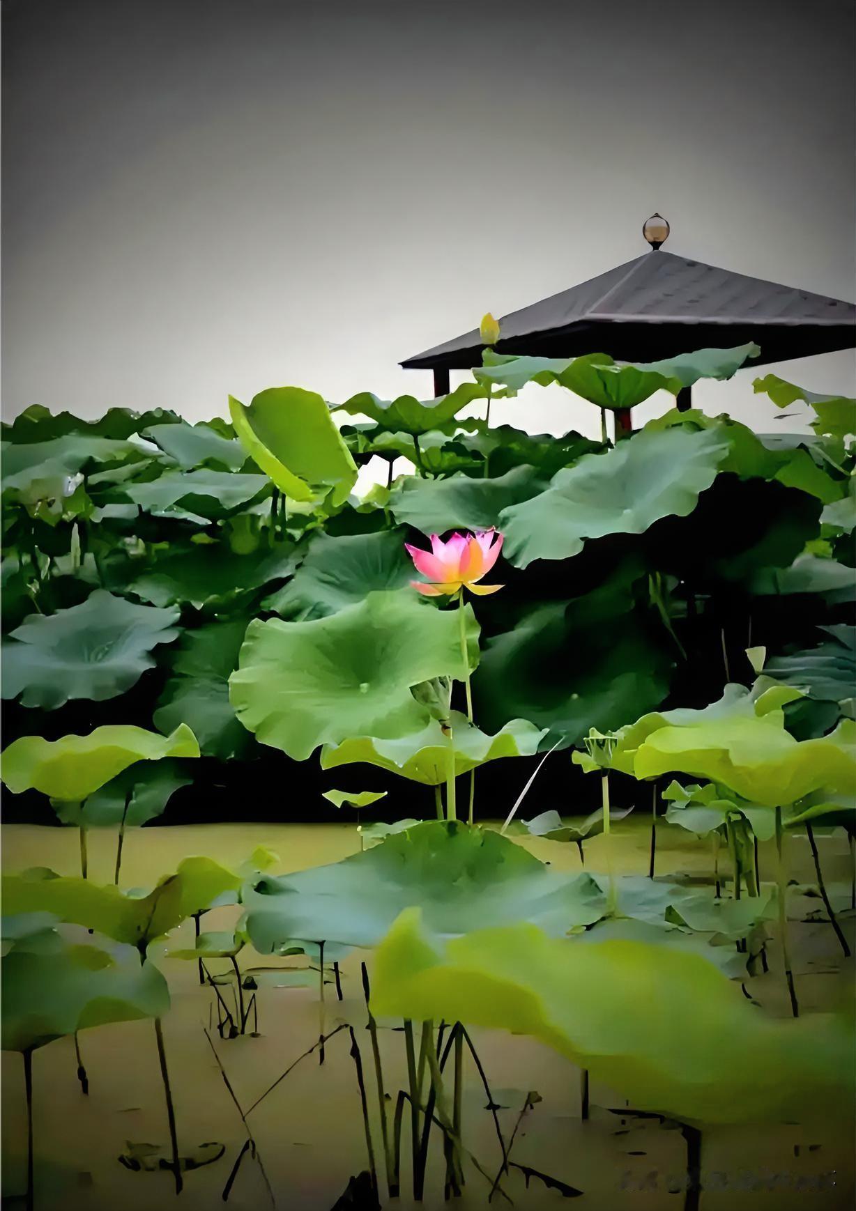 下联：云黑雷隐万蛙鸣
上联：有请雅士[玫瑰][玫瑰][玫瑰]