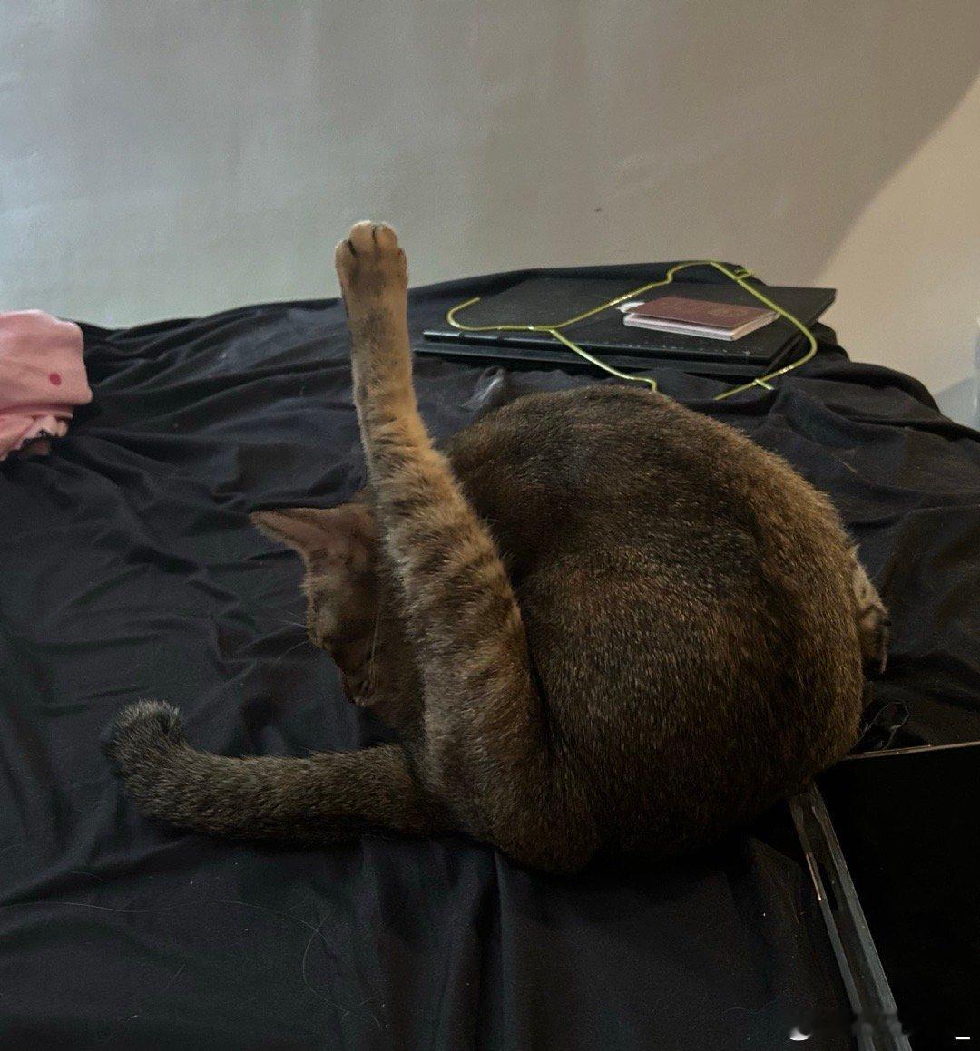 瞬间没有养猫的欲望了 众所周知，猫是不会用纸的它们拉完粑粑之后[思考]都是拿嘴舔