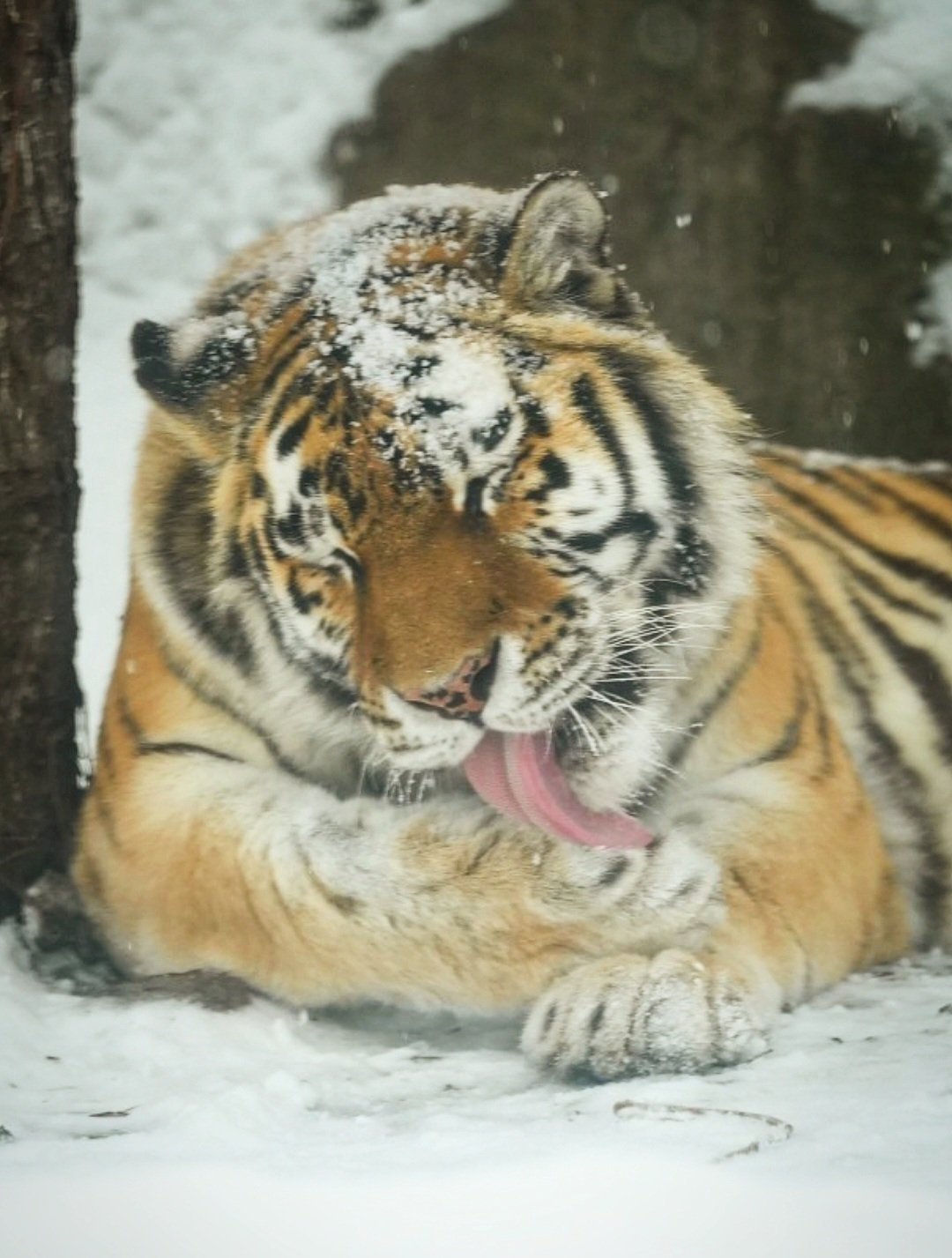 老虎试问霜糖大老虎头有谁能不爱呢【推：SwimShingo】 