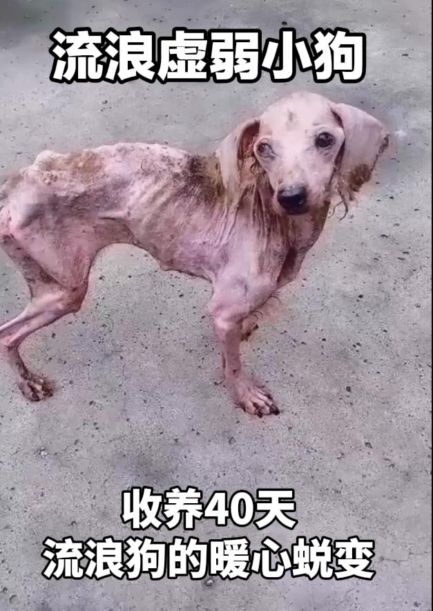 暖心救赎！流浪小狗被收养40天，前后对比让人瞬间破防
 
善意的力量，真的可以改