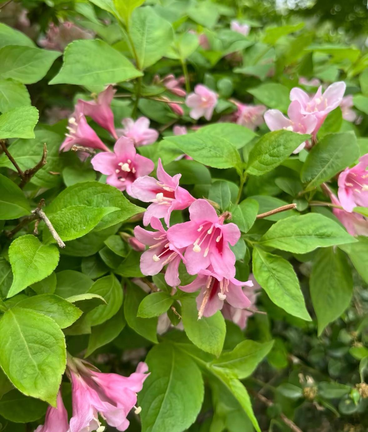 0000锦带花1. 栽培方式：普通园土直接栽种，弱酸、中性土壤均可；落叶灌木，匍
