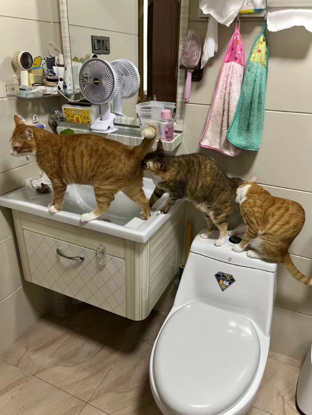 不理解但尊重[作揖]#镜头里的欢乐瞬间# #猫# ​​​