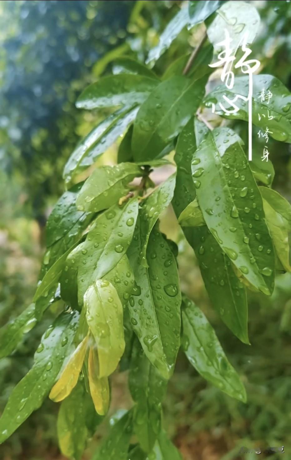 下了四天雨，
袜子堆成一小山，
天气预报说，
后面还要下，
 
没办法，
又把取
