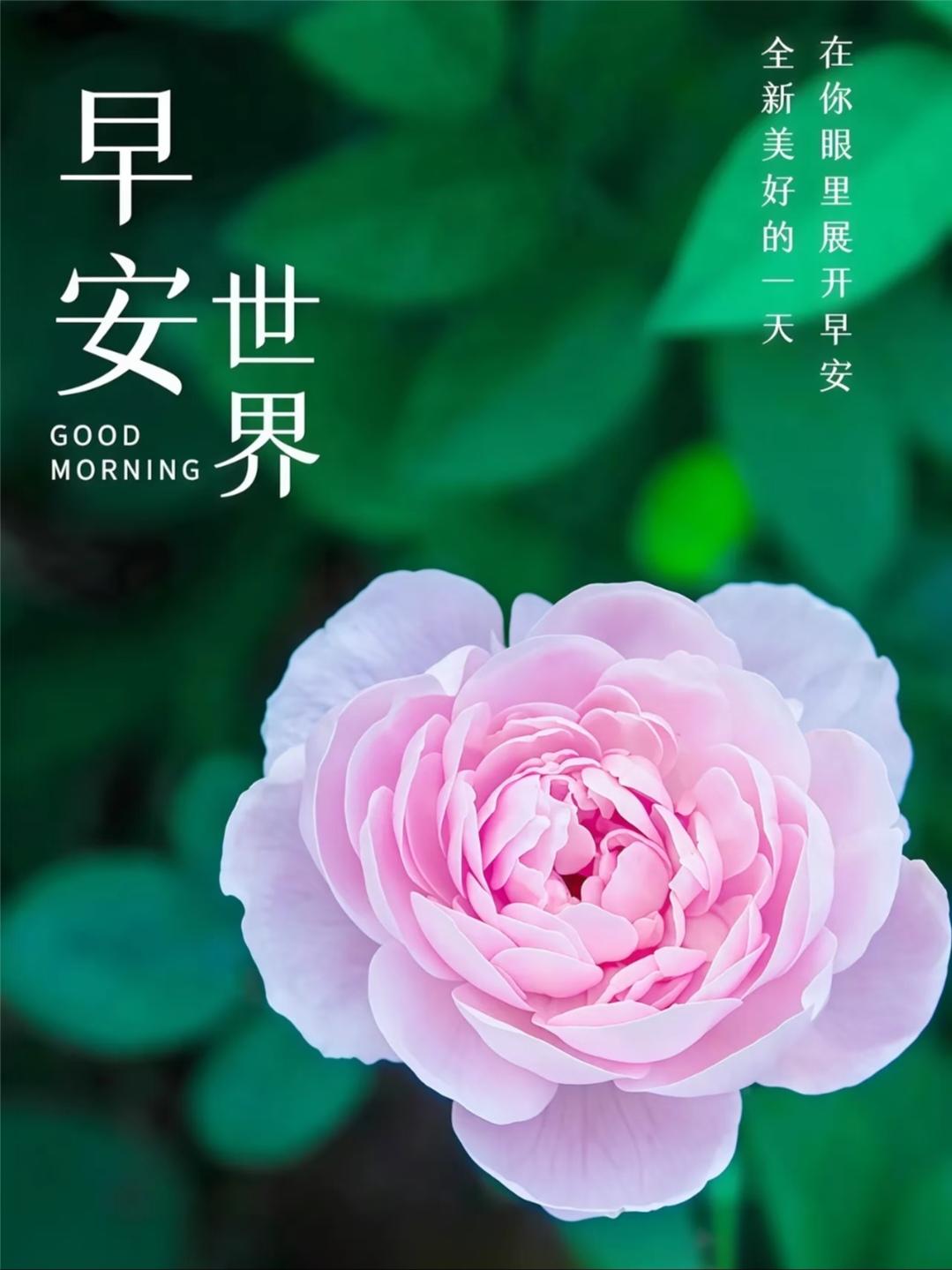 ²⁰²⁶/₀₅.₀₉🌸周六早安，愿你幸福
01
🔆ᵕ̈ ᴹᴼᴿᴺᴵᴺᴳ 💐
