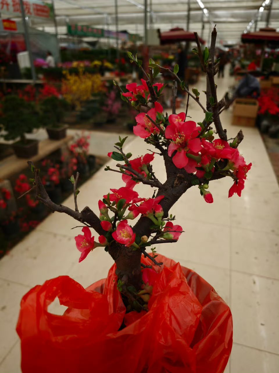 虽然人不咋地，审美还行图一是刚买回来的样子，老树叉子开着几朵花，你说很有味道，我