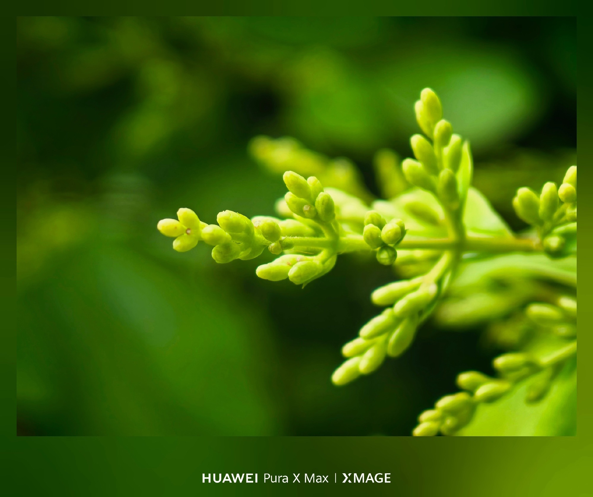 用Pura X Max随手拍的照片分享～ 