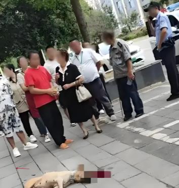 看得解气！大妈遛大型犬不牵绳，结果把路人咬了，当时男子一点没慌张，反手掐住狗，重
