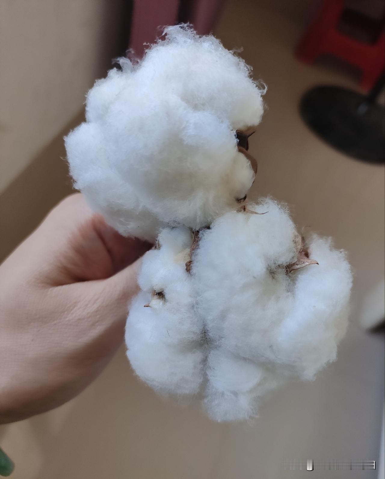 朋友送我两朵花，让我猜猜是什么花，说猜对了请我吃大餐，但不能用手机查！可我看了半
