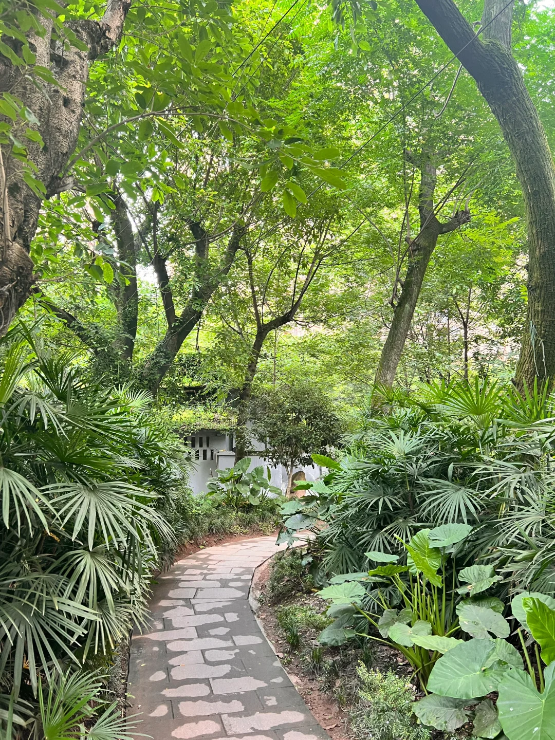 就在重庆沙坪坝！《一起等雨停》的同款打卡地