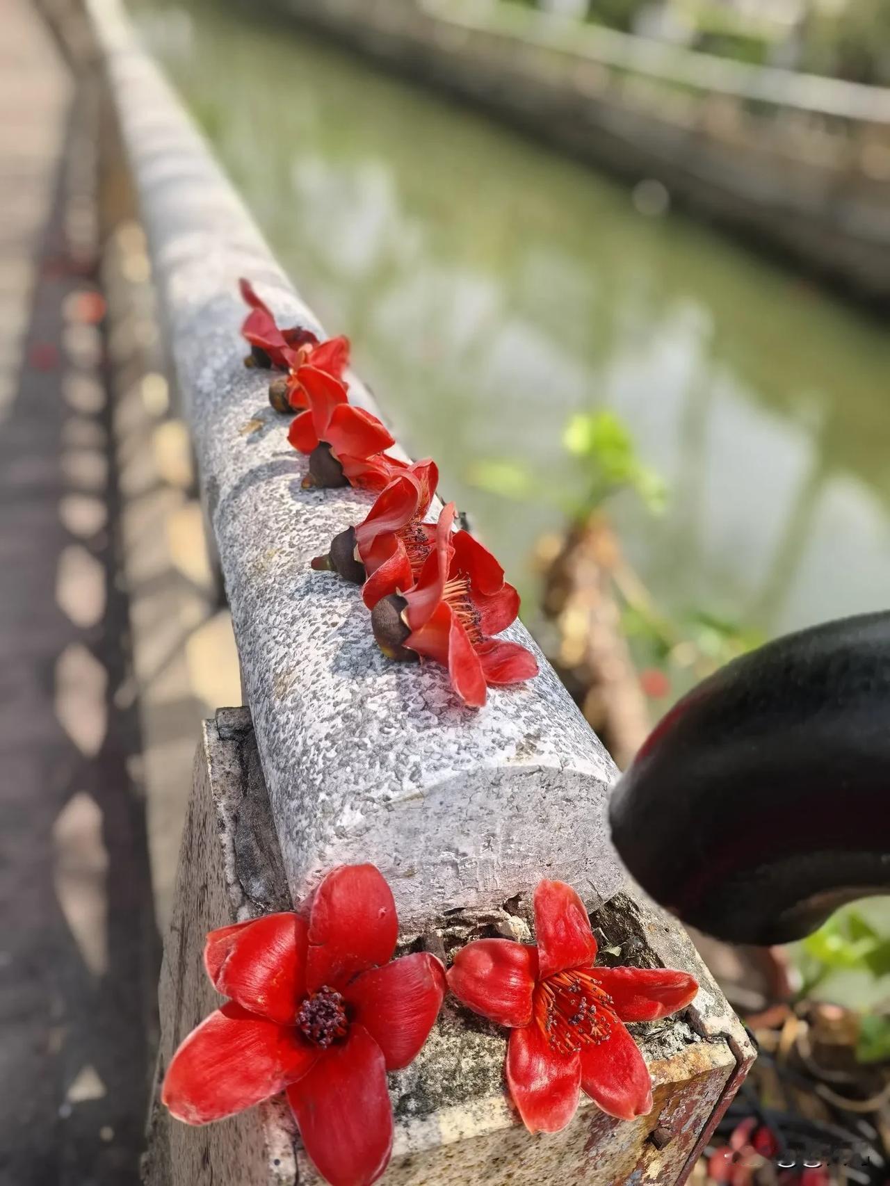 在广州｜好多人爱捡木棉花是有缘由的
 
一方面，木棉花可是煲汤的好料，和猪骨、鲫