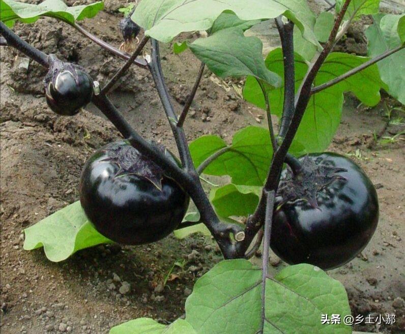 自留种蔬菜推荐，这10种表现优异，发芽率高长势好

市面上买来的黄瓜、豆角种子，
