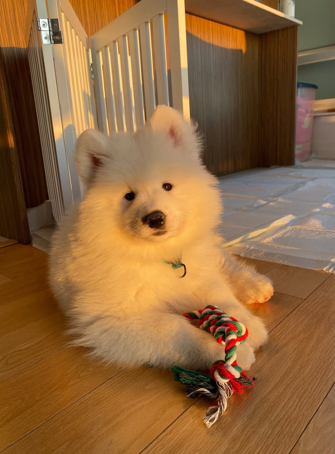 落日时分就是麻麻打猎回家之时 