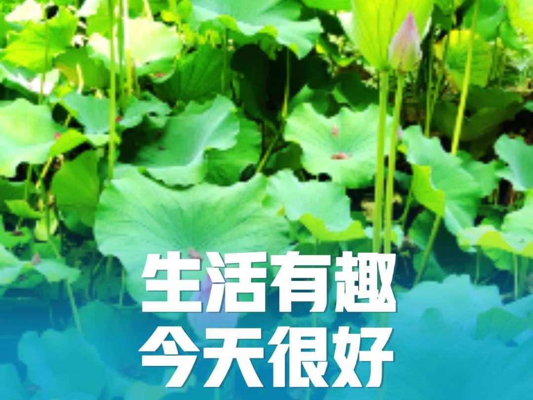 最美花园庭院 原创视频 手机摄影 记录身边的自然风景 花园景观鱼池