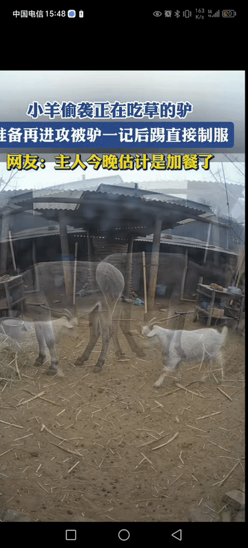 不知天高地厚的白山羊，那么不堪一击就倒下。