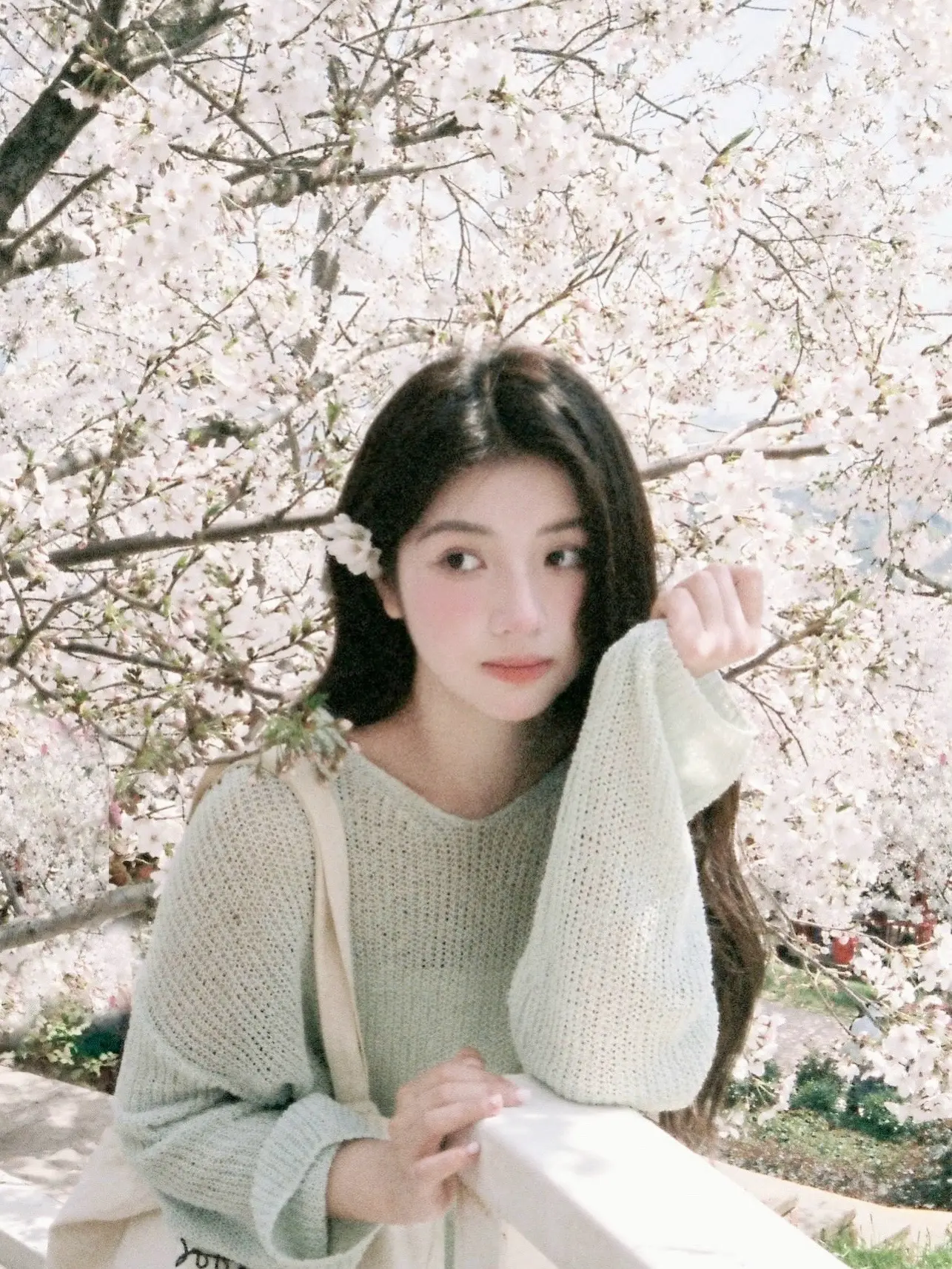 白樱花拍照好韩系！