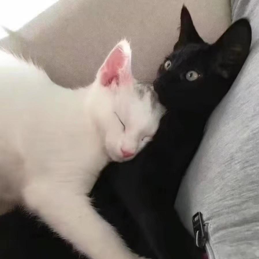 家产猫时候： 
