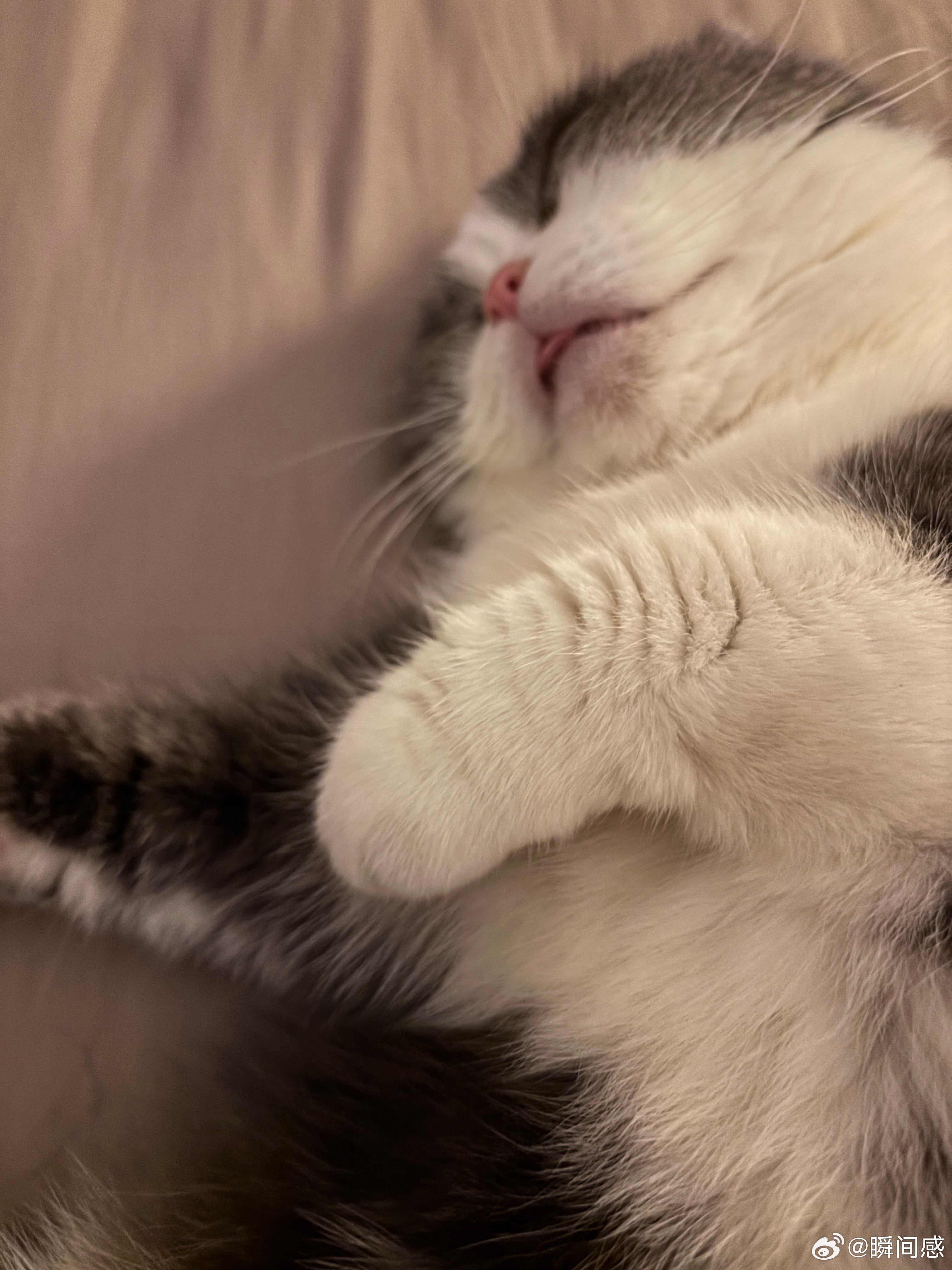 真羡慕小猫，倒头就是睡，最近天气好像也不怎么热，晚上开风扇也能睡着，可是不开空调