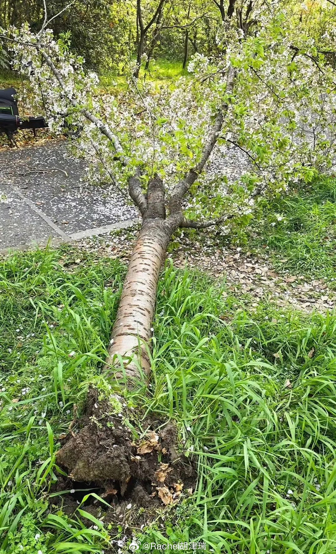 上海女子爬树压塌20年樱花树别人赏樱是看花，她赏樱是上树二十年樱花树：我这辈子没