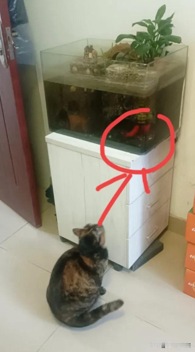 小猫此刻在想什么？小鱼有没有瑟瑟发抖？