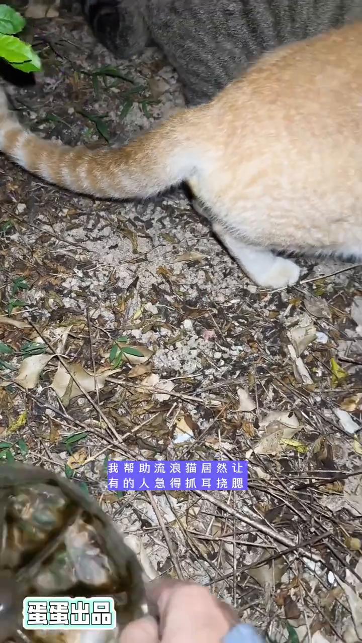帮助流浪猫让谁气急败坏？
蛋蛋出品。
我帮助流浪猫居然让有的人急得抓耳挠腮，上蹿