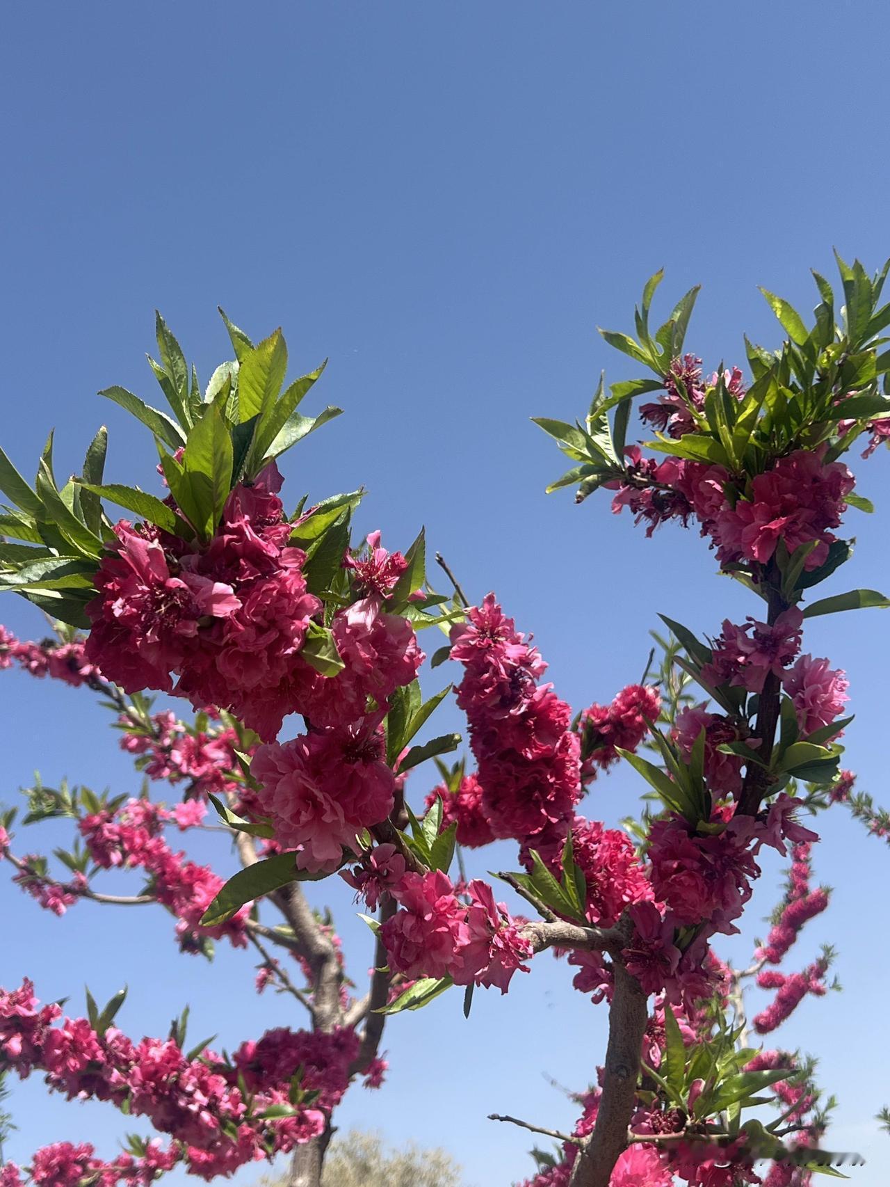 看今日天气尚佳，一大早就前往安宁赏桃花。结果是去晚了，桃花已败了！
从东岗站坐地