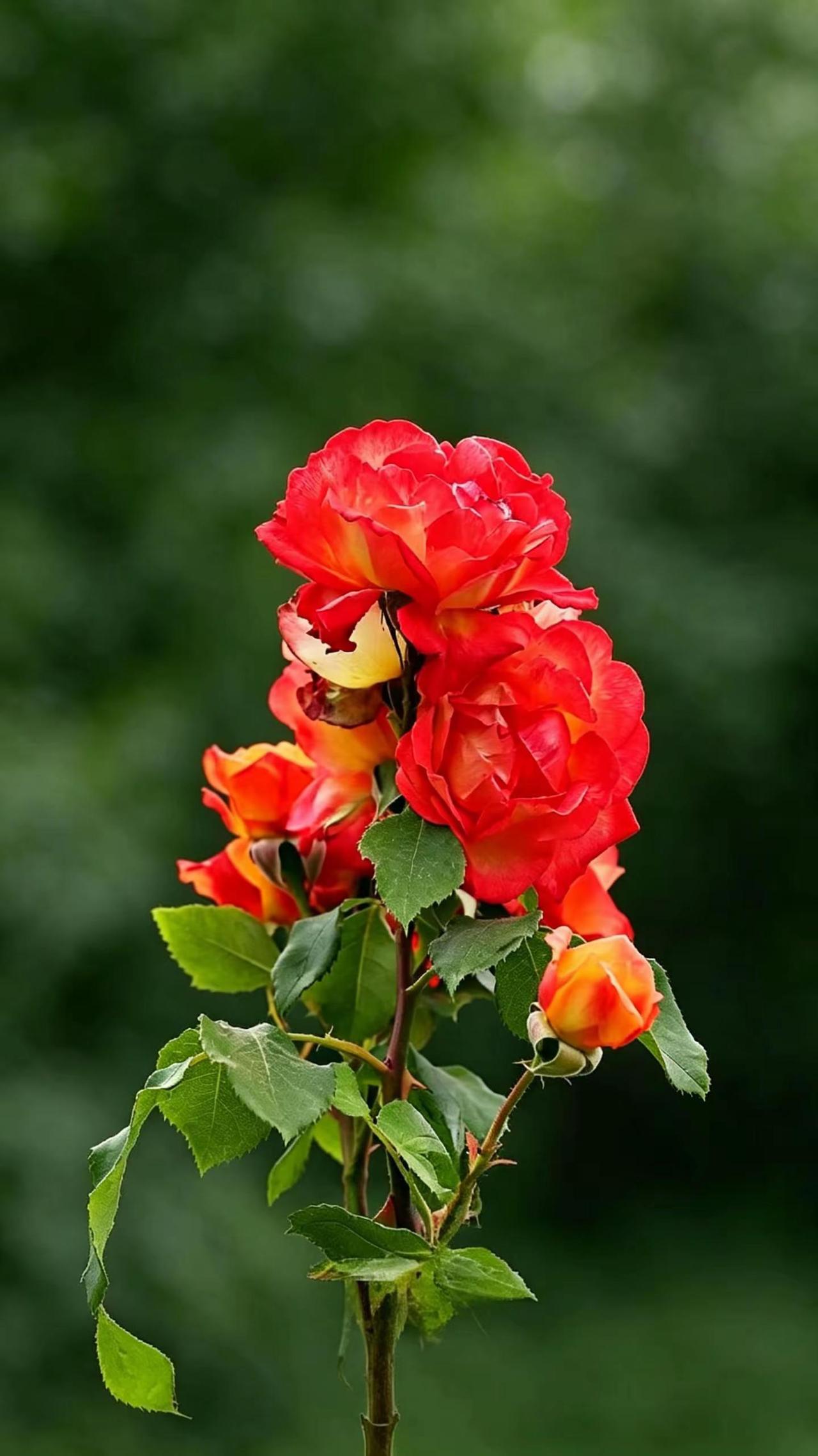 月季花韵。