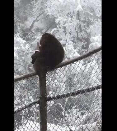 事件详情：2026年3月26日下午，四川峨眉山清音阁至洪椿坪的生态猴区，一只约1