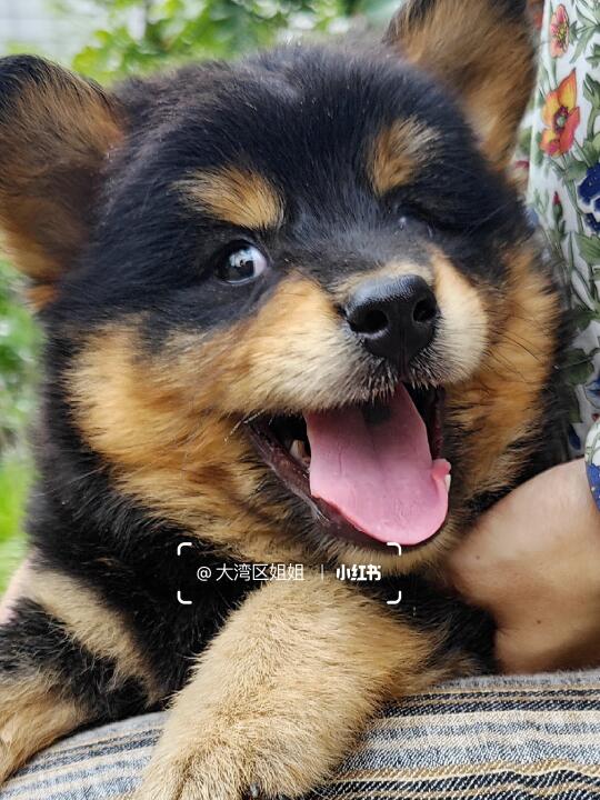 四眼铁包金土松弟弟，温顺听话可爱亲人