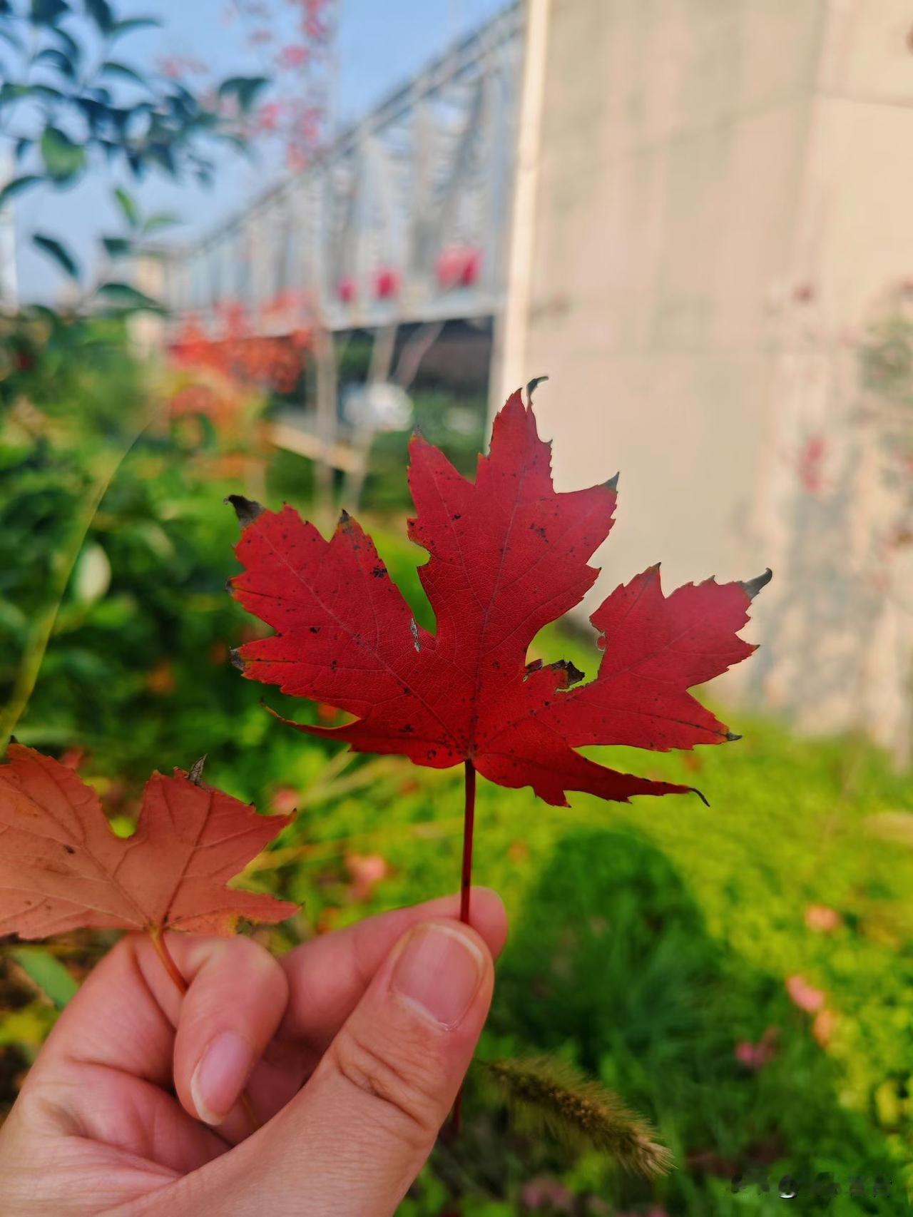 日本直升机坠毁！

日本熊本县，一架载有两名湾湾游客的观光直升机，20日在阿苏火