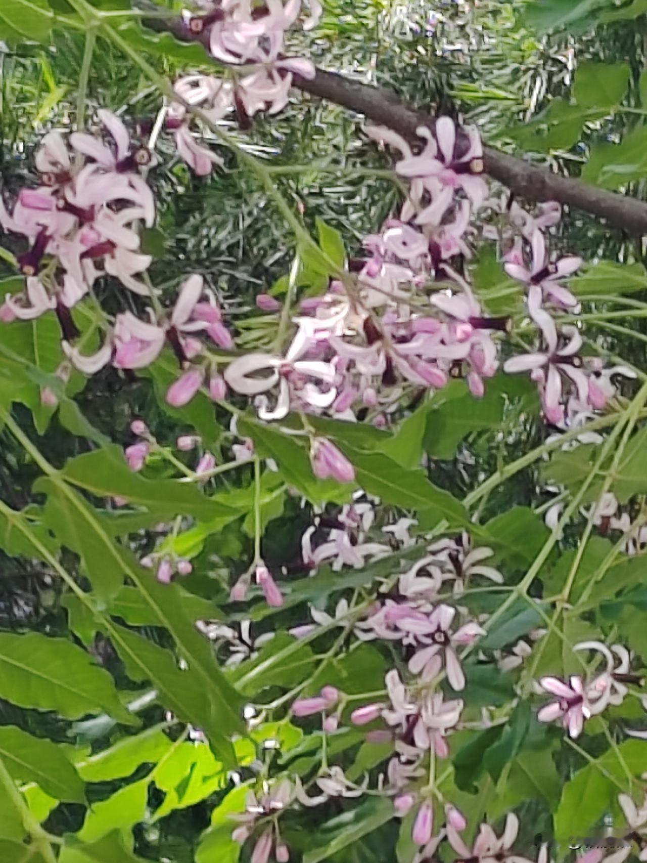 进入4月下旬，武汉地区的苦楝树开花了。在东西湖区很多道路边，都有高大的一些苦楝树