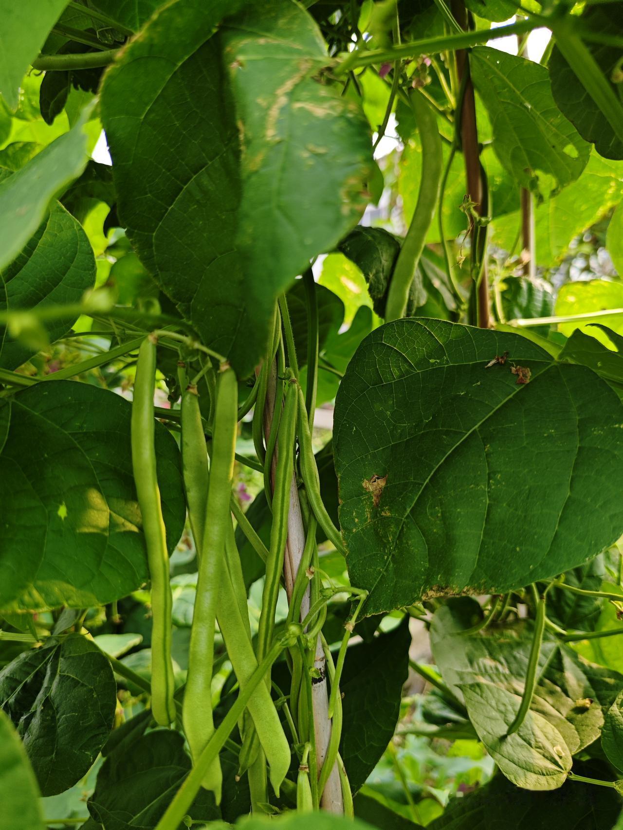 城巴佬看过来
今天城里的朋友带孩子过来玩，吃饭的时候吃四季豆，城里的孩子问四季豆