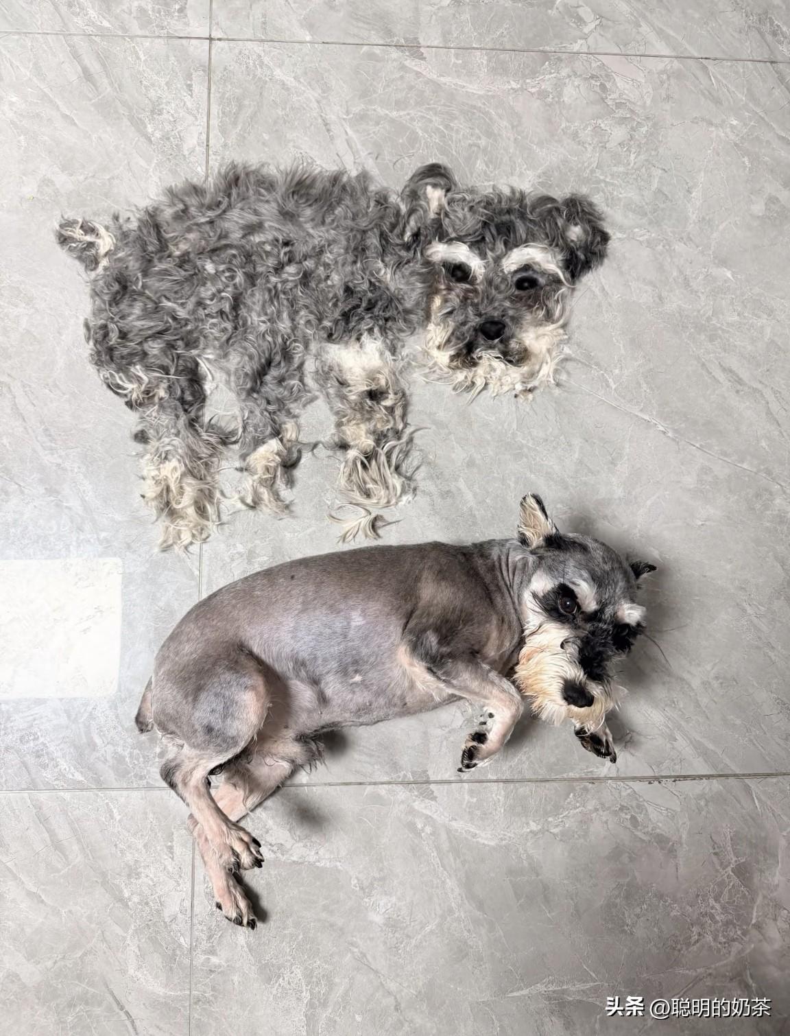 简单的问一句，您家的狗狗会脱衣服吗？