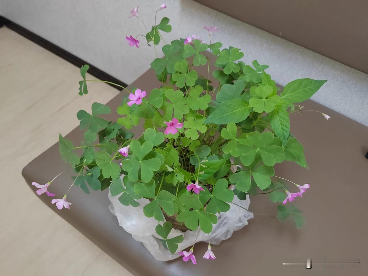 我的小花花，开花了，放在房间的窗台上，每天看看，浇浇水，能缓解船上压抑的心情！