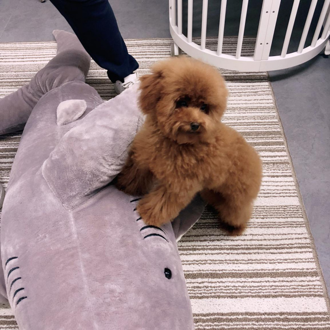 天气越来越冷了，我家狗子也长毛了，毛发旺盛的跟个球一样，本秃头少女居然有点羡慕o