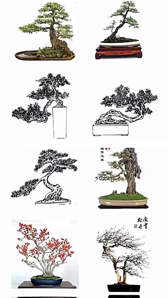 图解盆景常见十二式。
·一、直杆式。
·二、斜杆式。
·三、悬崖式。
·四、握杆