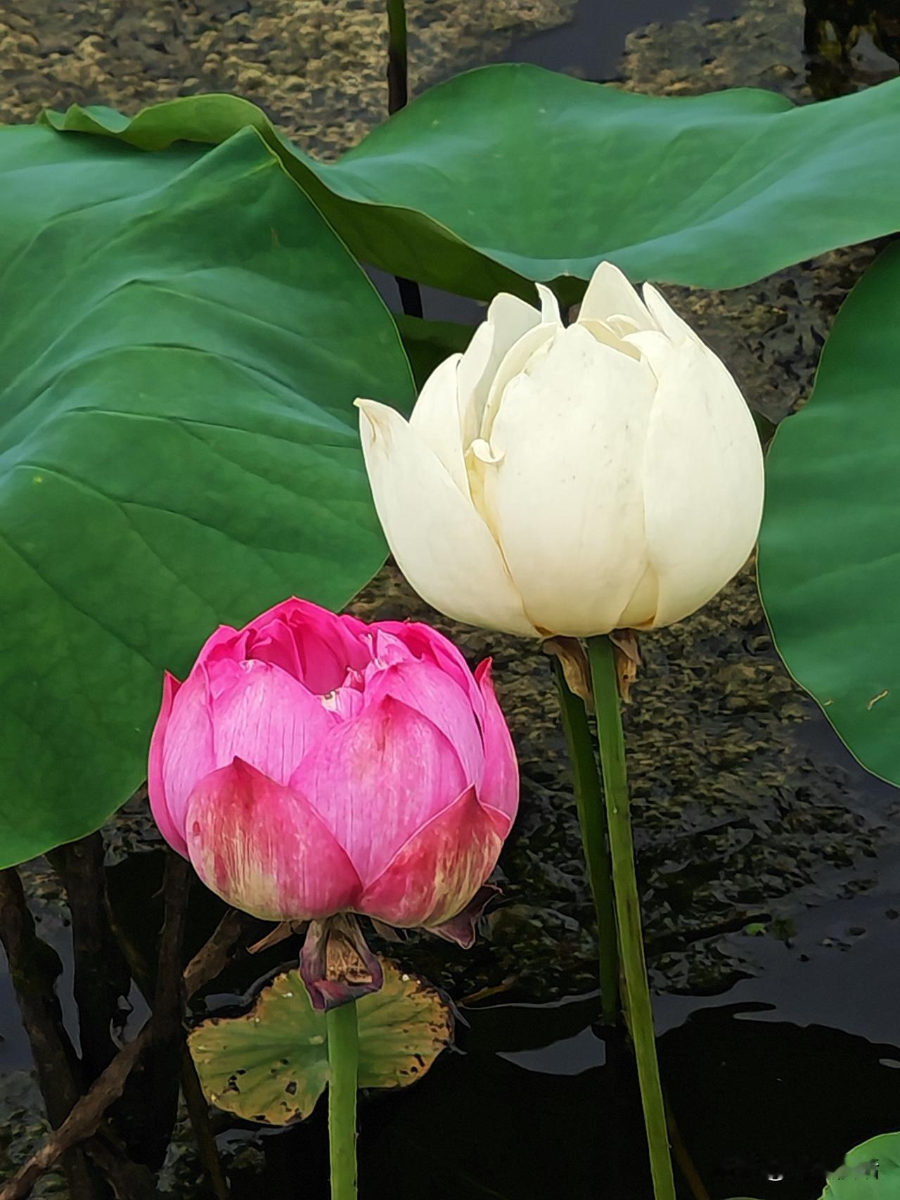 ，什么花都行
