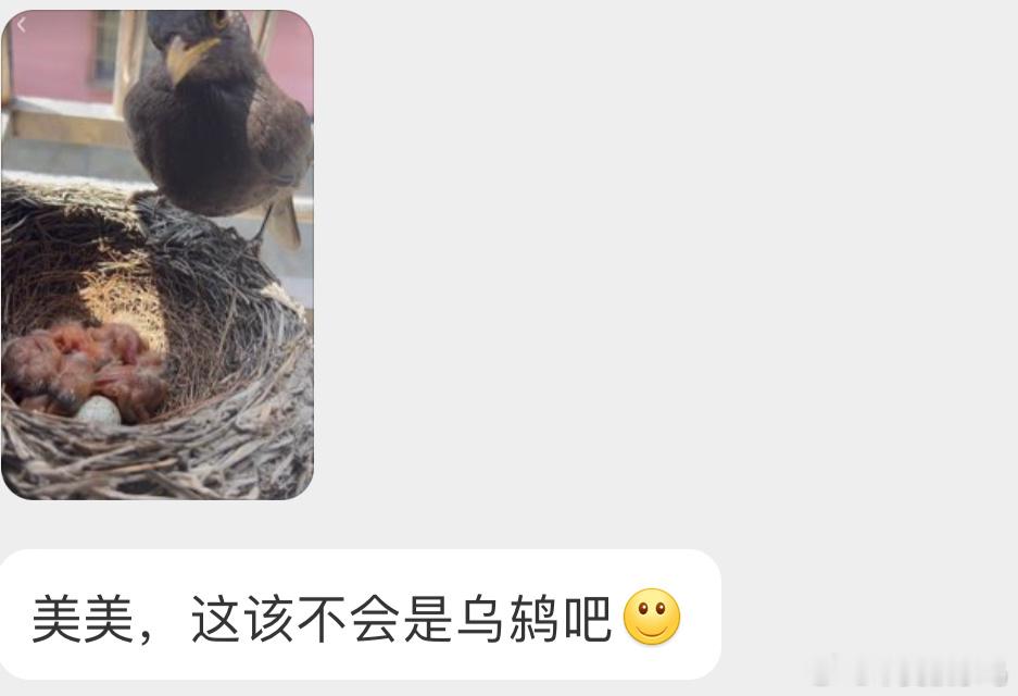 笑死 被回家的乌鸫撞了个正脸鸫鸫逐渐锁定目标[开学季] ​​​