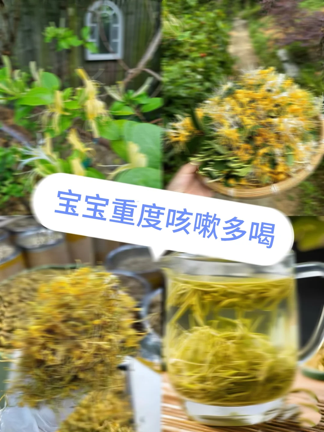 第一次感受到了金银花对宝宝咳嗽的杀伤力